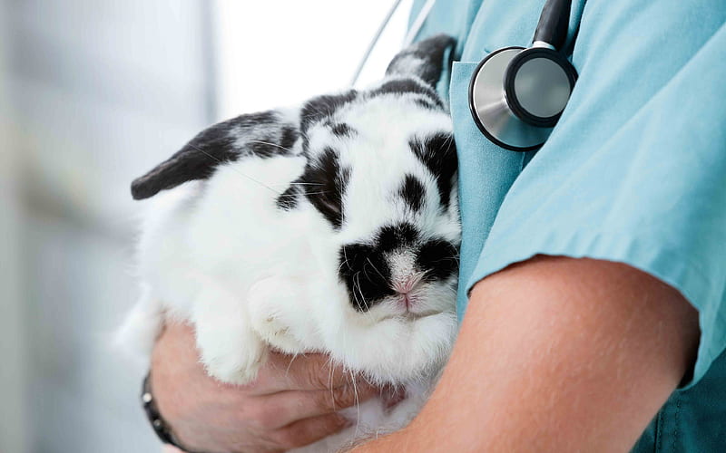 Black and white rabbit, pets, veterinarian, cute animals, veterinary  concepts, HD wallpaper | Peakpx