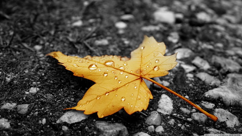 Raindrops on fallen leaf, fall, autumn, raindrops, dew, drops, abstract, leaf, dewdrops, leaves, graphy, nature, rain, HD wallpaper