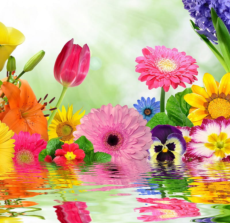 Flores brillantes, vistoso, flor, brillante, gerbera, flores, lirio,  tulipanes, Fondo de pantalla HD | Peakpx
