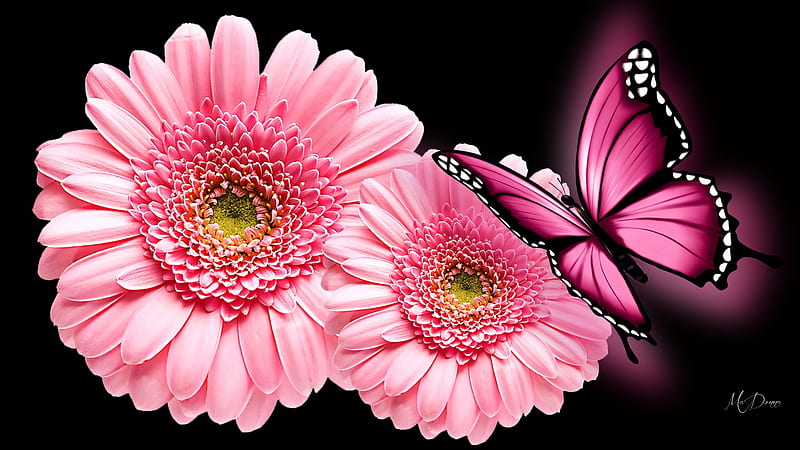 Glow of Pink Summer, glow, Firefox Theme, spring, daisies, butterfly, blossoms, flowers, gerbera, bright, summer, blooms, pink, HD wallpaper