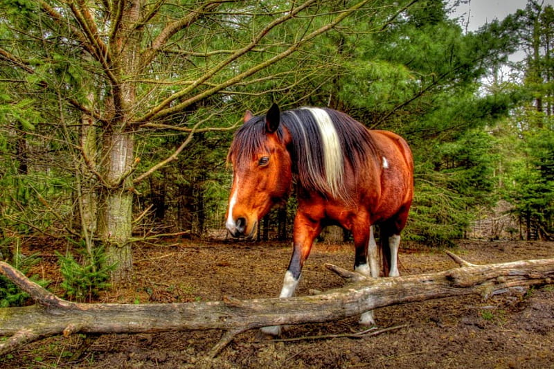 HORSE, R, woods, HD wallpaper