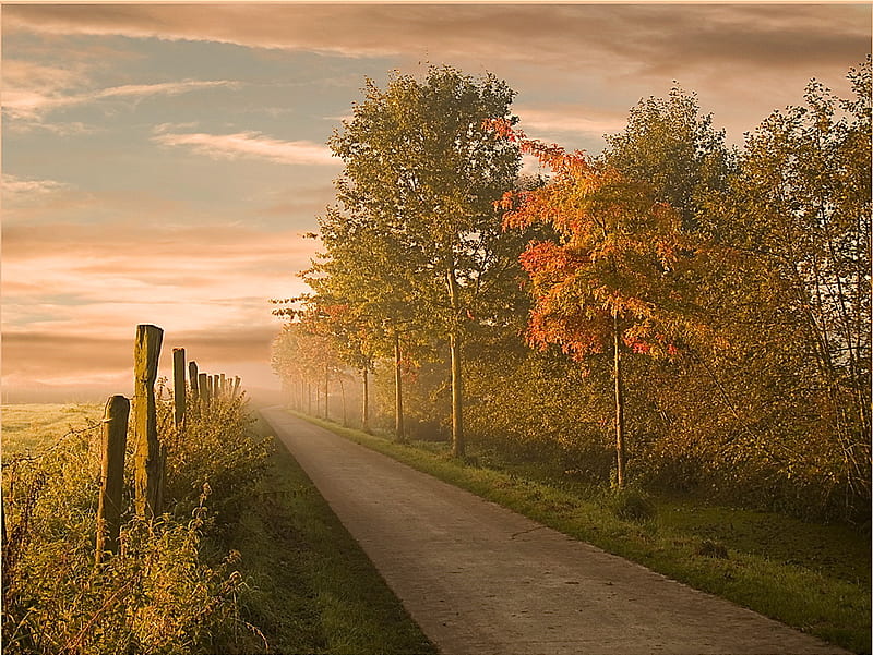 Morning drive, dawn, grass, cloudy sky, orange and gold, trees, mist, green, peaceful, road, posts, HD wallpaper