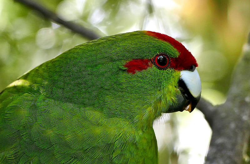 parrot, bird, feathers, green, HD wallpaper