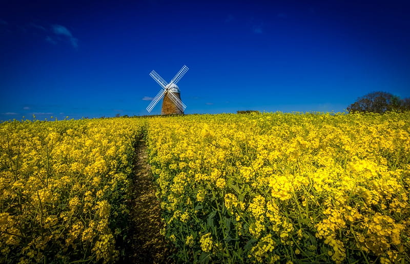 Rape Field, blossoms, yellow, flowers, windmill, HD wallpaper