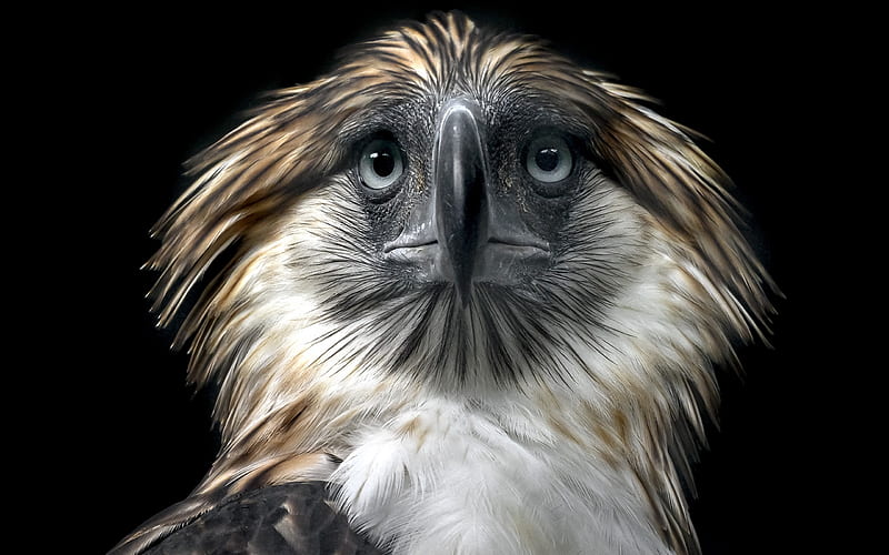 Philippine Eagle, face, bird, vultur, pasari, eyes, HD wallpaper