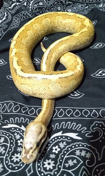 Amoretti Königspython, Python, Schlange, Vanille, HD-Handy-Hintergrundbild