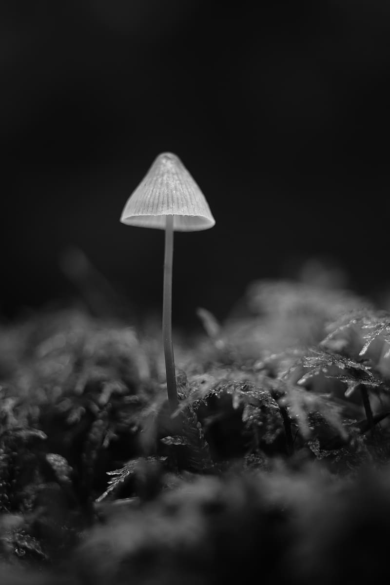 mushroom, black and white, macro, blur, HD phone wallpaper