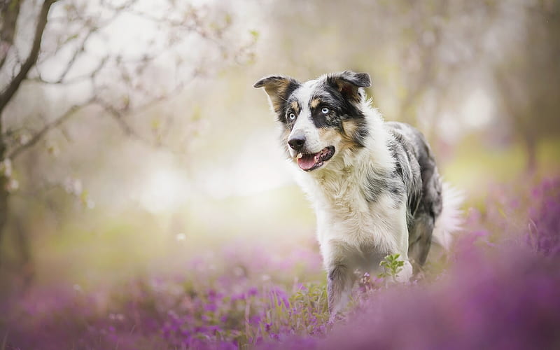 Australian Shepherd, bokeh, Aussie, forest, blue eyes, pets, dogs, Australian Shepherd Dog, lavender, Aussie Dog, HD wallpaper