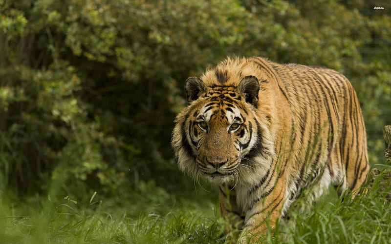 on the prowl, jungle, feline, tiger, cat, HD wallpaper