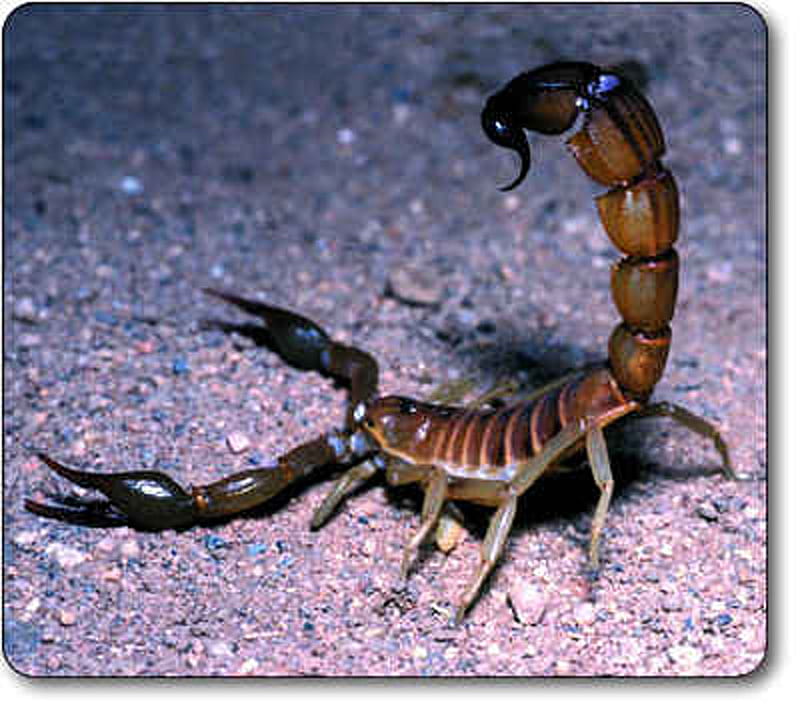Death Stalker, bug, death, sting, crawl, insect, scorpion, stalker, HD wallpaper