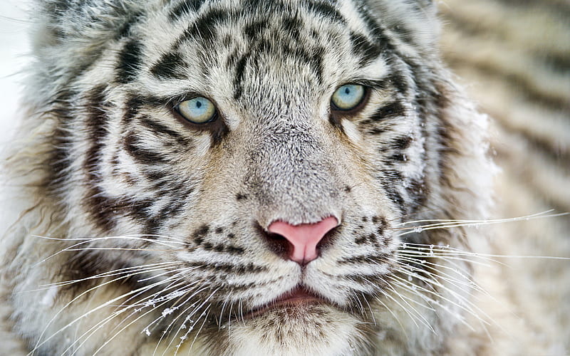 white tiger, blue eyes, Bengal tiger, predator, tigers, wildlife, dangerous animals, HD wallpaper