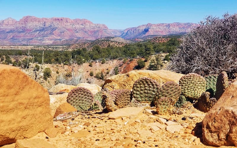 Nestled Cacti, Offroad outside St. George, Southern Utah, cacti, landscape, rocks, usa, trees, HD wallpaper