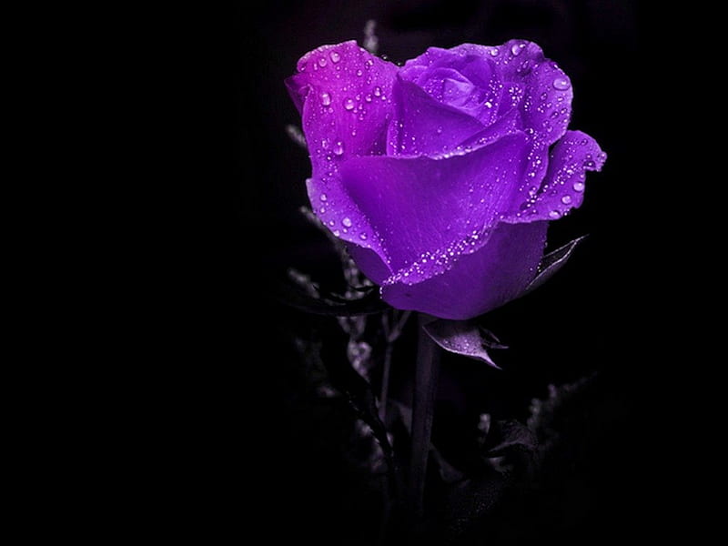 A bloom for Luiza, purple, rose, flower, black, dew, single, HD wallpaper