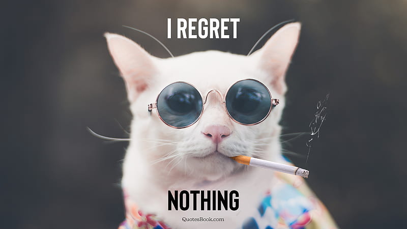 Smoking cat, cart, cats, cigarettes, cool, funny, iphone, new, pets,  quotes, HD wallpaper | Peakpx