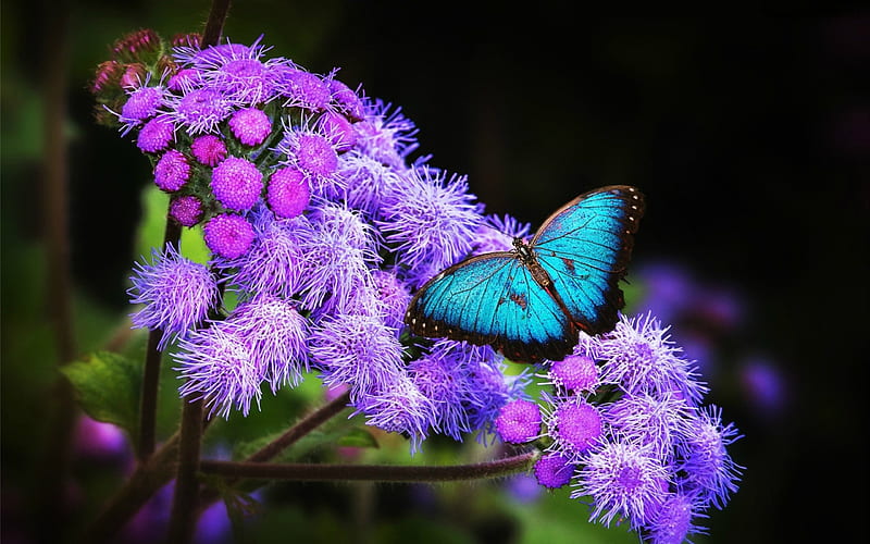 Mariposa azul, flores, morado, mariposa, azul, Fondo de pantalla HD | Peakpx