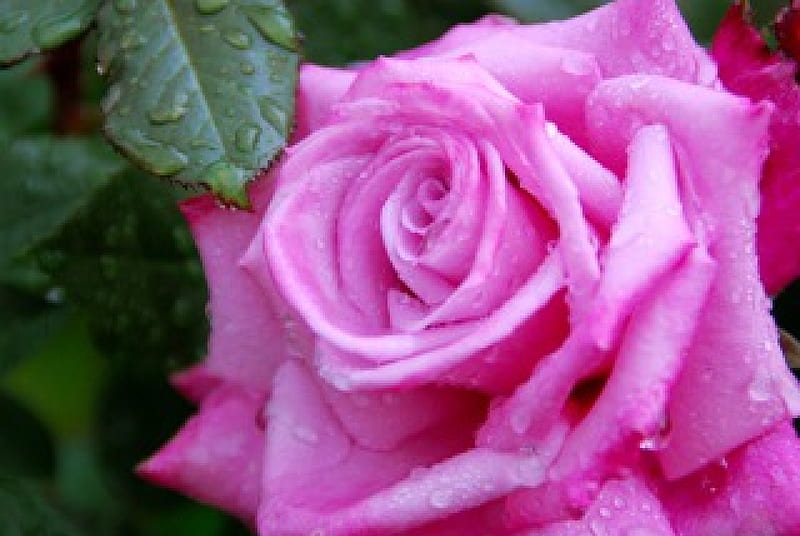 PINK ROSE, water, rose, flower, nature, drops, pink, HD wallpaper