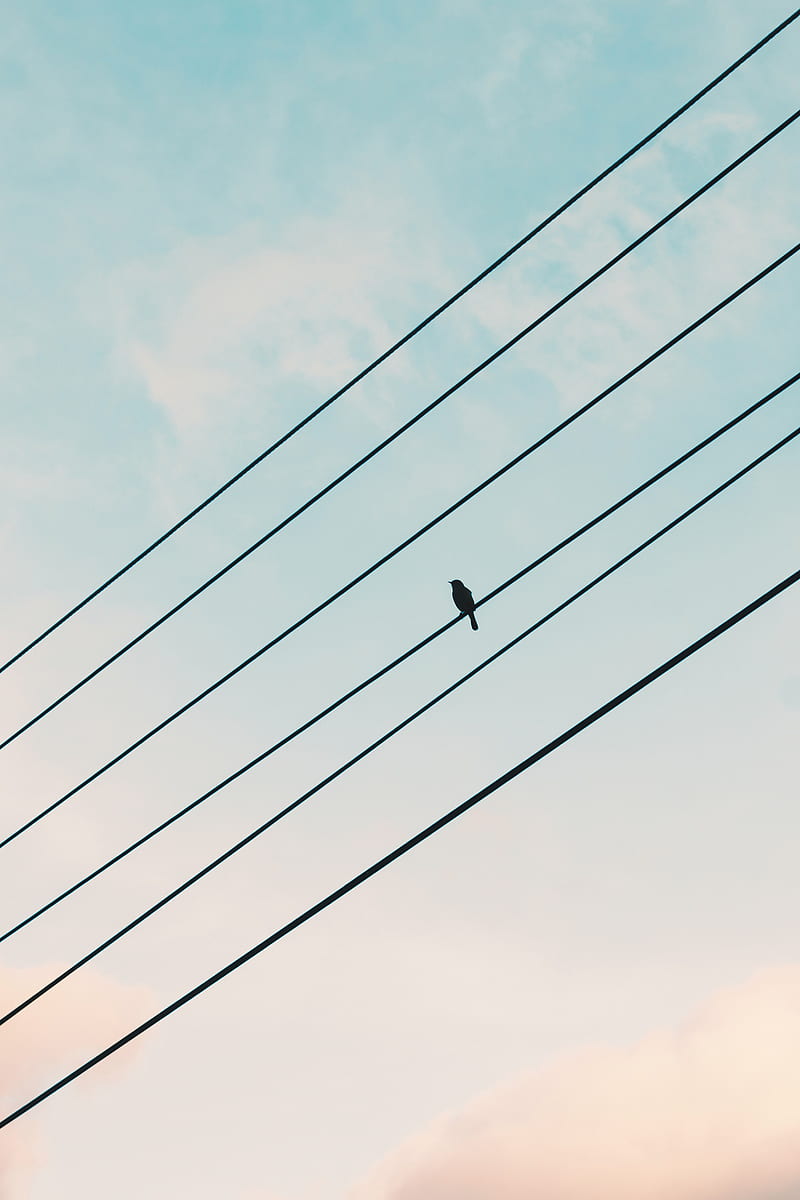 sparrow, bird, wires, sky, HD phone wallpaper