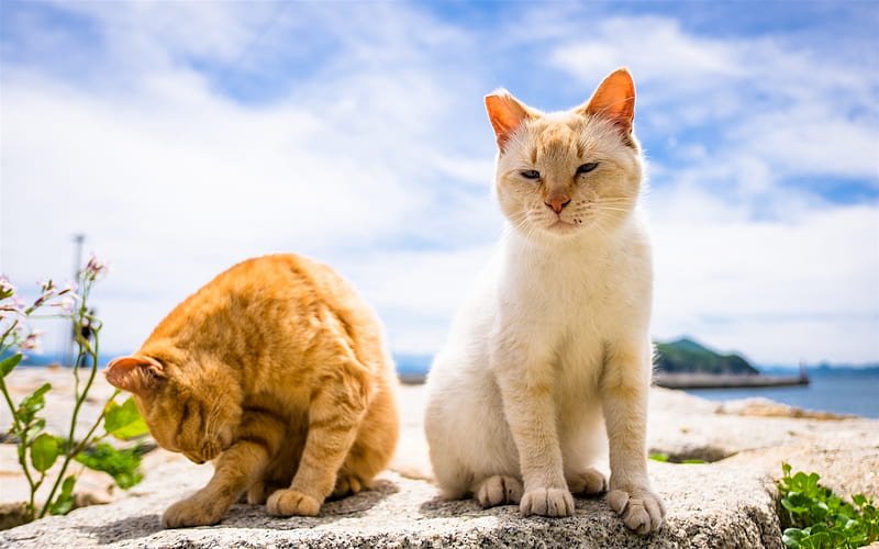pair of cats, short-haired cats, white cat, pets, red cat, friendship concepts, HD wallpaper