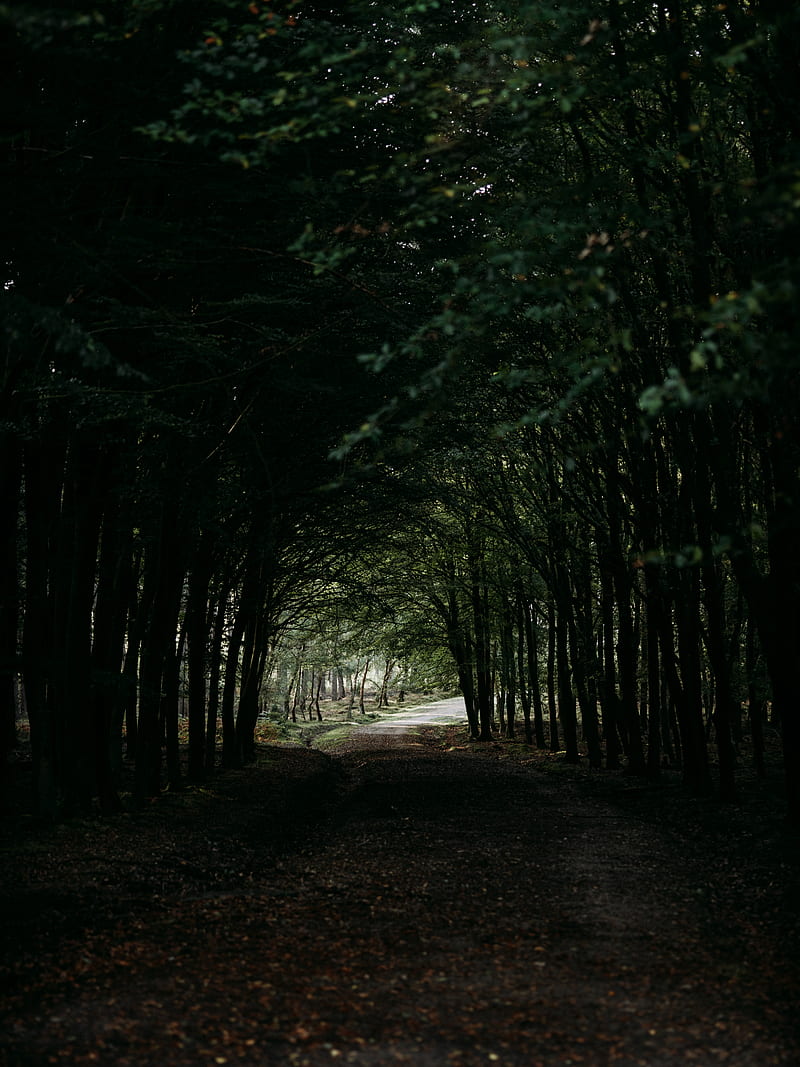 forest, path, tunnel, dark, trees, HD phone wallpaper
