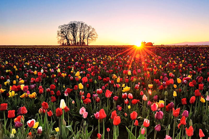 Tulips Festival Woodburn, tree, multicolor, sunrise, tulips, pink sky, field, HD wallpaper
