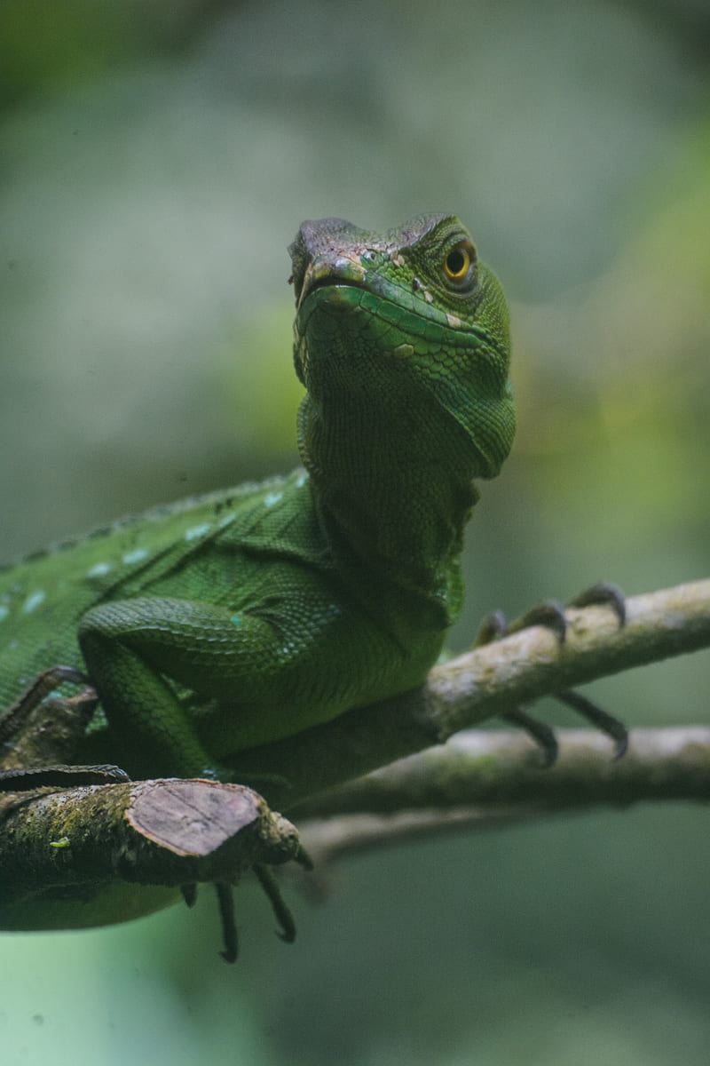 lizard, reptile, amphibian, green, HD phone wallpaper