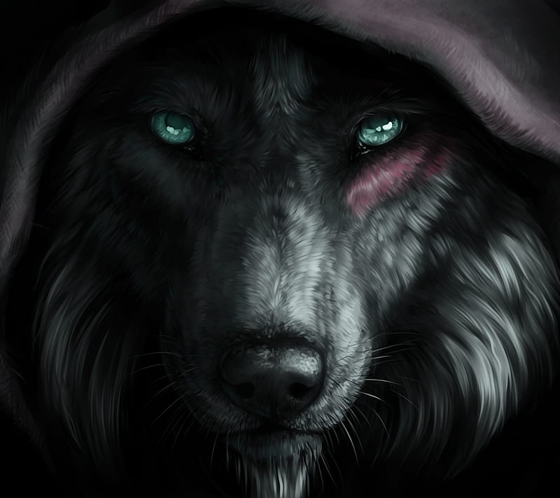 Wolf, black, eyes, HD wallpaper