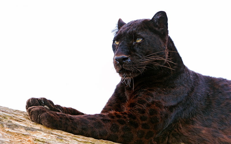 Panther, black, paw, cat, animal, pisica, HD wallpaper | Peakpx