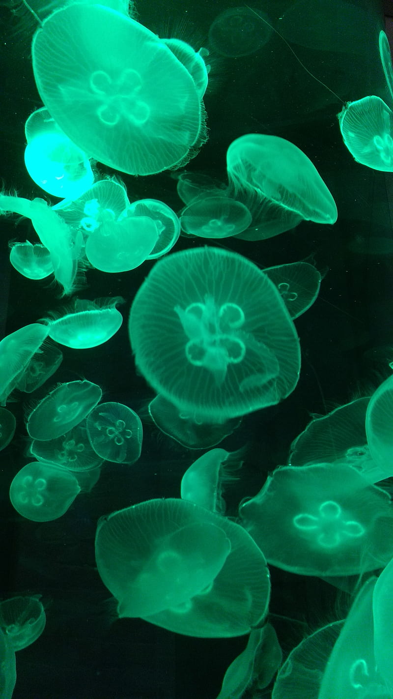Glowing jellyfish, animals, green, HD phone wallpaper | Peakpx