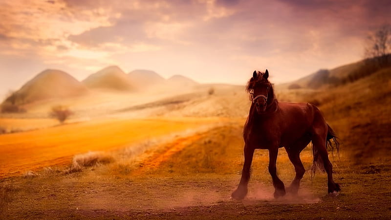 Horse, equestrian, brown, dust, field, Firefox Persona theme, HD wallpaper