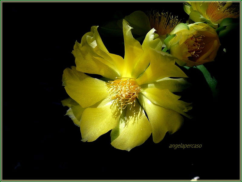 petali di velluto gialli, pianta succulente, pianta grassa, fiori, nature, HD wallpaper