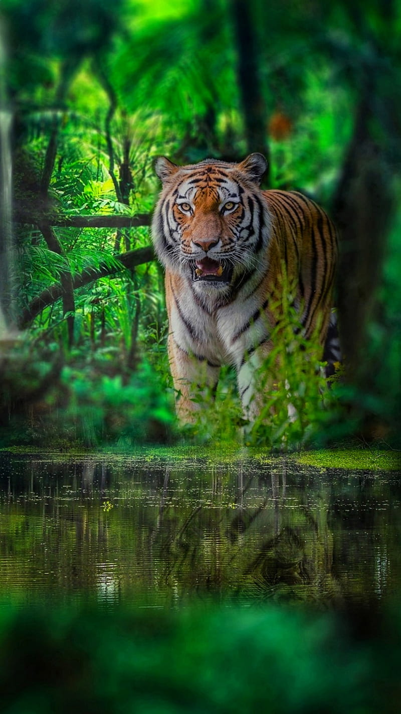 Thirsty Bengal tiger iPhone Wallpaper  iPhone Wallpapers