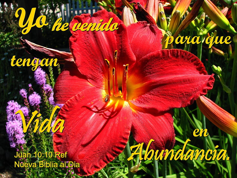 HD wallpaper vida en abundancia lilies flowers bible inspirational