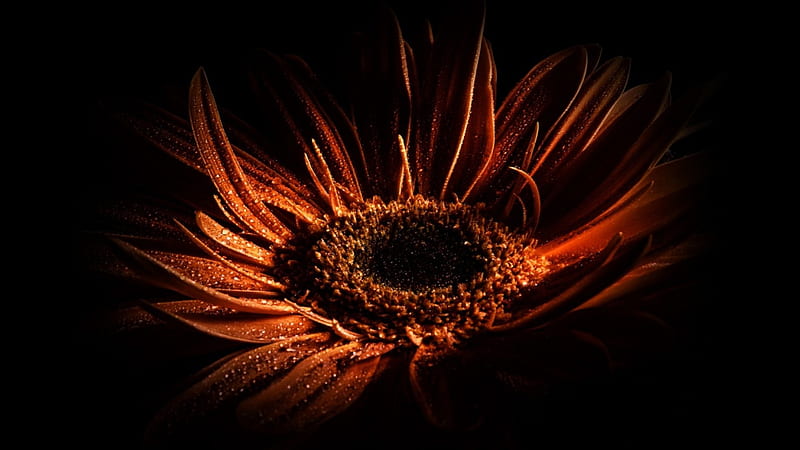 Orange Flower, flower, shadow, color, drops, HD wallpaper