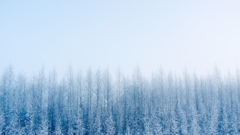 Fogy Forest Winter Day, HD wallpaper