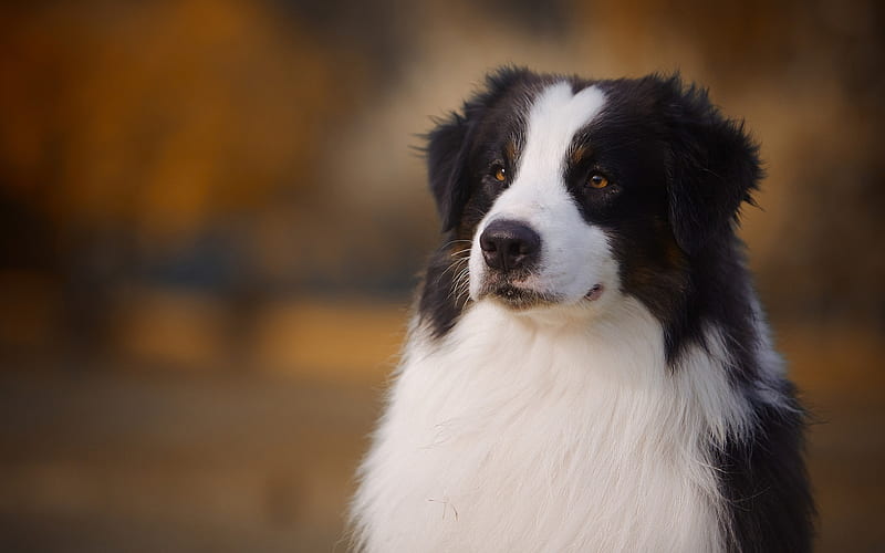 Beautiful dog, Border Collie, big fluffy dog, pets, cute animals, dog, HD wallpaper