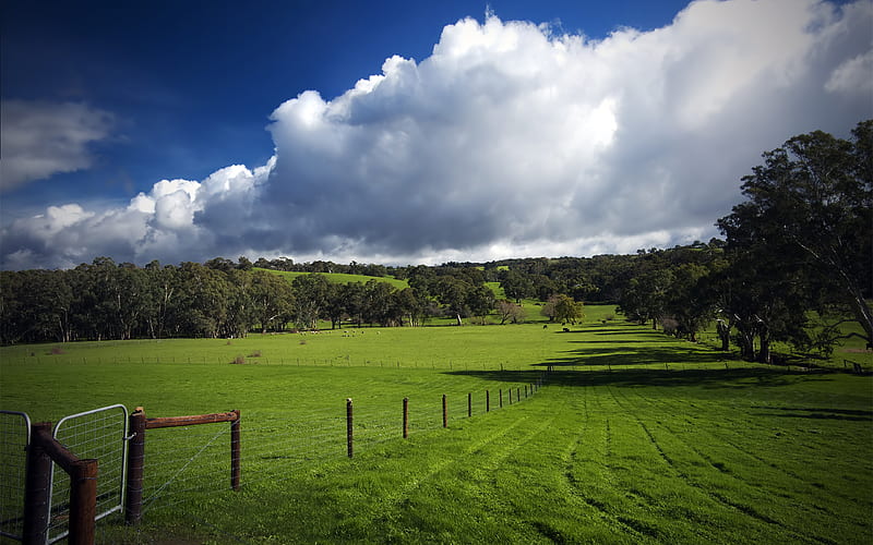 Sky, Earth, Field, Fence, Hill, Cloud, Sheep, Australia, Cattle, HD wallpaper