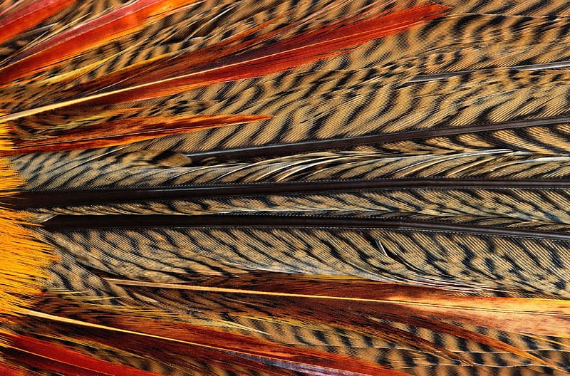 Pheasant feathers, feather, brown, bird, red, yellow, texture, pheasant, pasari, HD wallpaper