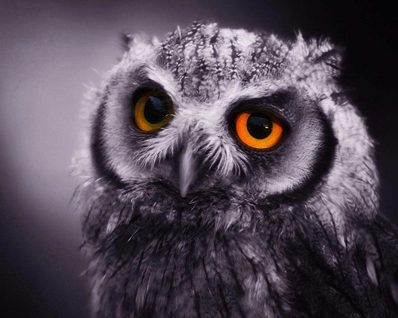 Owl , bird, HD wallpaper Owl , bird, HD wallpaper