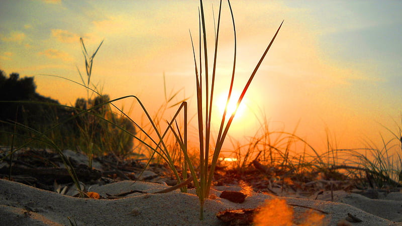 blades of grass in beach sand at sunrise, beach, sand, sunrise, grass, HD wallpaper