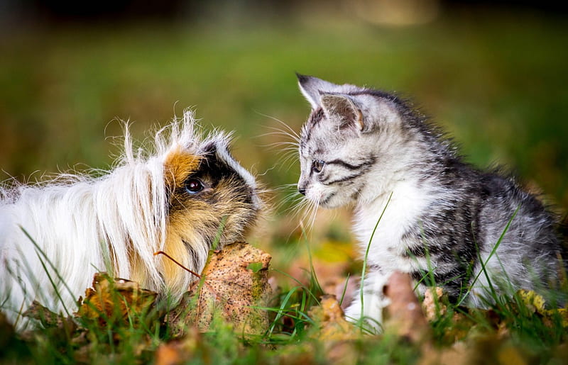 Cat and guinea pig, guinea pig, leaves, grass, Cat, HD wallpaper