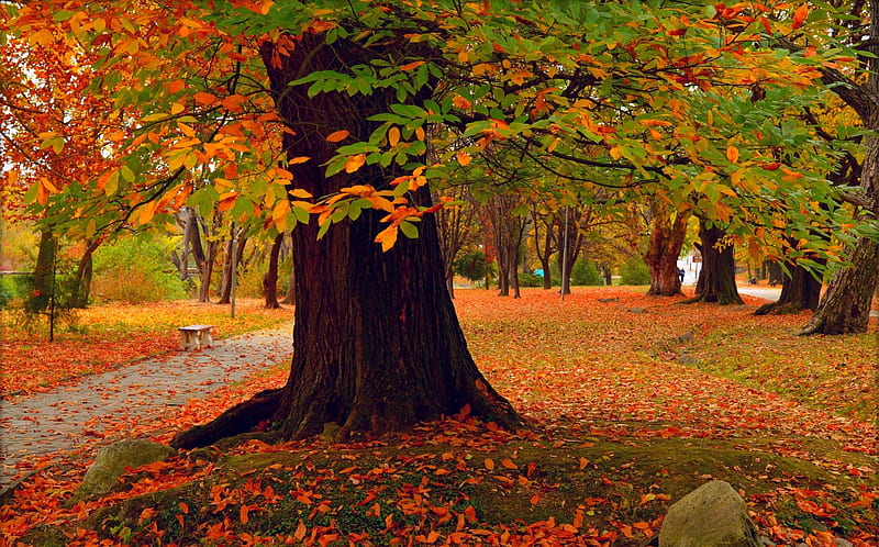 Autumn Park, rocks, autumn, leaves, sidewalk, bench, nature, park ...