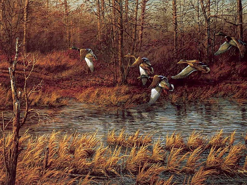 The contest, autumn, brown, flight, ducks, birds, contest, trees, water, painting, vegetation, river, sesons, white, animals, HD wallpaper