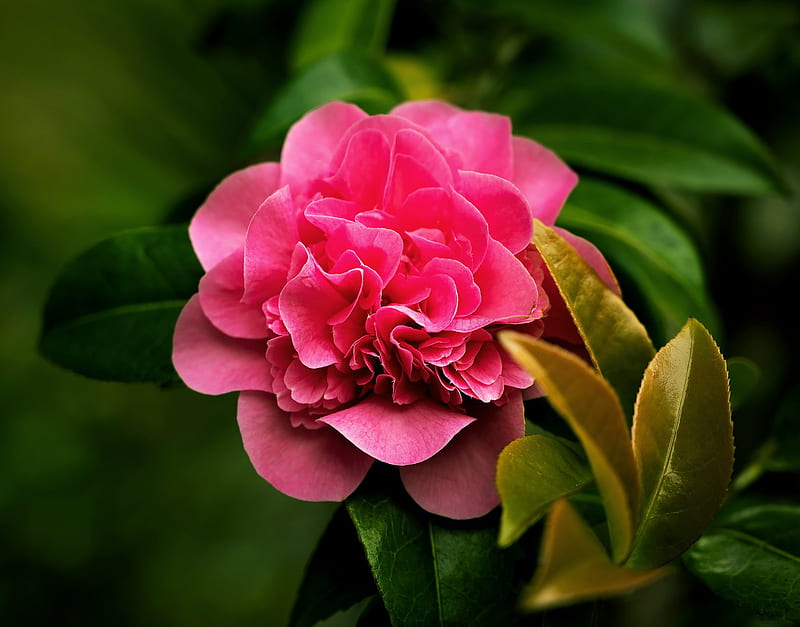 Flowers, Camellia, HD wallpaper