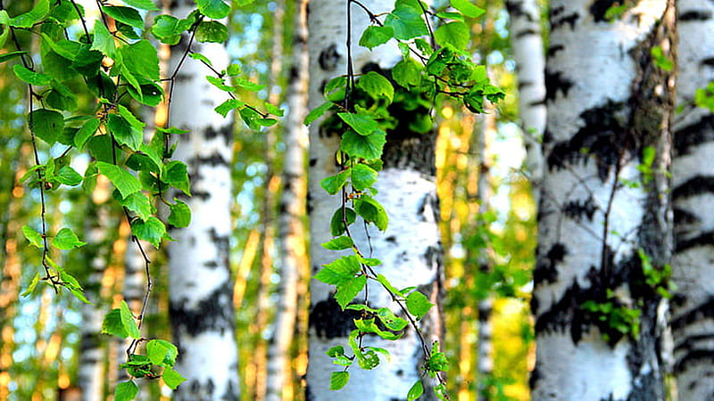 Forest Trees White Birch Leaves Green Twigs Blur Bokeh Background Birch, HD wallpaper