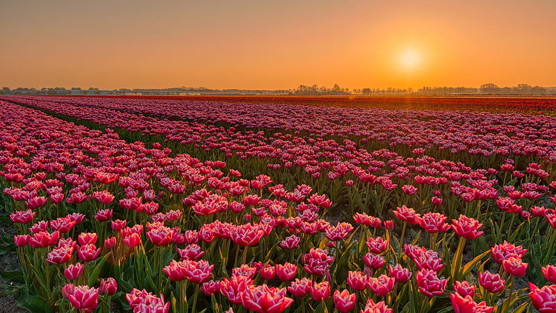 Flowers, Tulip, Field, Flower, Plantation, Sunset, HD wallpaper