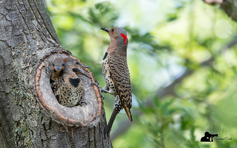 Northern Flickers on Nest, tree, nest, birds, animals, flickers, HD wallpaper