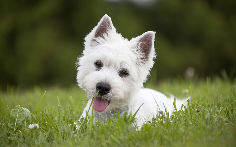 West Highland White Terrier lawn, pets, cute animals, dogs, West Highland White Terrier Dog, HD wallpaper