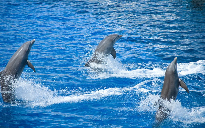 Dolphins, water, dolphinarium, swimming pool, HD wallpaper