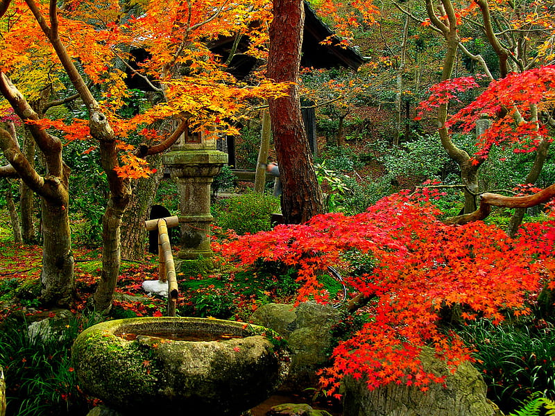 japanese garden, garden, nature, japanese, trees, HD wallpaper