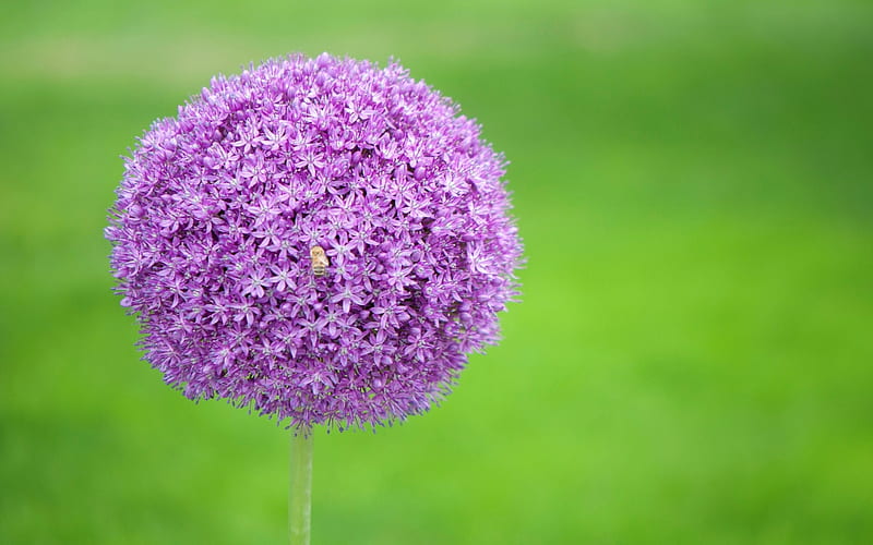 allium, ball, purple, onion, green, flower, summer, pink, HD wallpaper